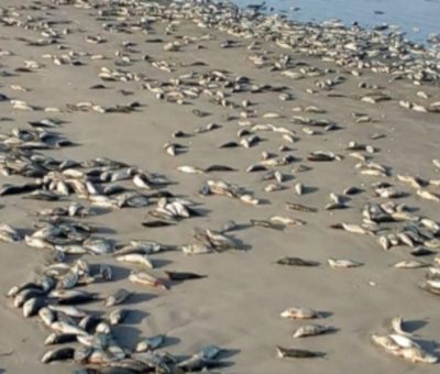 Mysterious Dead Fish: NIMASA Investigates Niger Delta Coastline For Clues,  Cautions Public