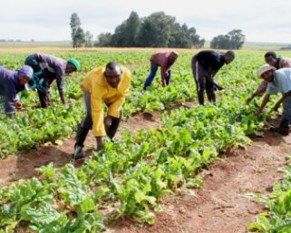 Agricultural Development: Nigerian Government Allocates N132bn in 2025 Budget