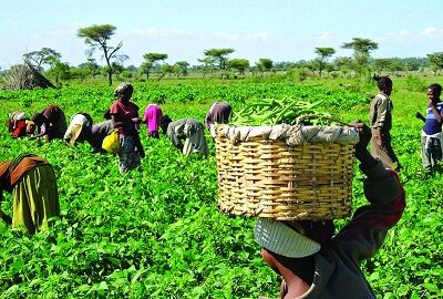 Agriculture Development: ARCN, German Consultancy Firm Sign Pact