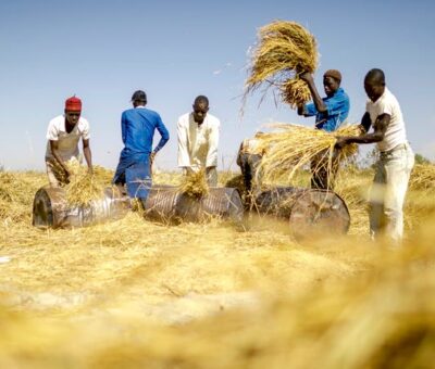 Nigerian Rice: Production 500,000 Metric Tons Short Of Target – FG