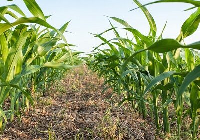State of Insecurity: Food Crisis Looming In Nigeria – JR Farms CEO