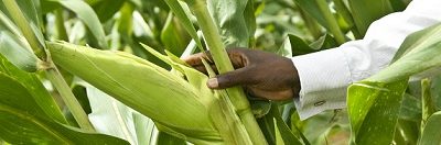 Food Security: AFAN Supports Genetically Modified Crops, Relevant Acts – Arc Ibrahim