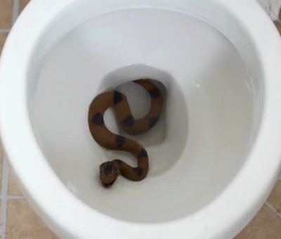 Tips On How To Protect Your Toilet From Snakes – By The Nature Nurse