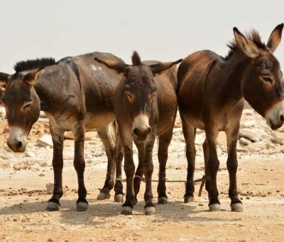 Endangered Species: Donkey Hide Still On Export Prohibition List In Nigeria — NAQS