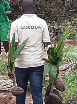 Lascoda Regenerates Coconut Seedgarden in Badagry