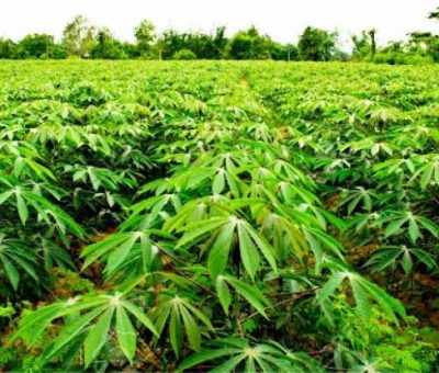 Sustainable Agriculture: Ado Ekiti To Host 2023 ‘SAFE’ Summit