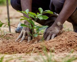 Polaris Bank and NCF Take Environmental Sustainability to Kano with Tree Planting Initiative