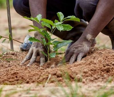 Polaris Bank and NCF Take Environmental Sustainability to Kano with Tree Planting Initiative