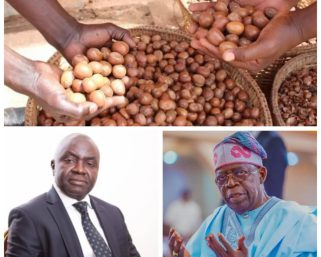 CPPE Advises Phased Approach to Shea Nut Export Ban