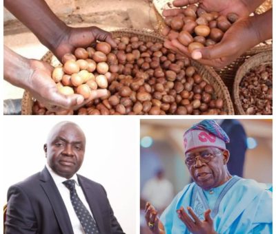 CPPE Advises Phased Approach to Shea Nut Export Ban