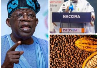 NACCIMA Applauds President Tinubu’s Raw Cocoa Export Ban, Backs Local Processing