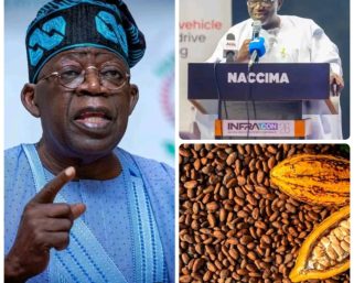 NACCIMA Applauds President Tinubu’s Raw Cocoa Export Ban, Backs Local Processing