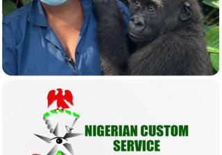 Nigeria Customs Repatriates Rescued Baby Gorilla to Congo in First Full-Cycle Wildlife Operation