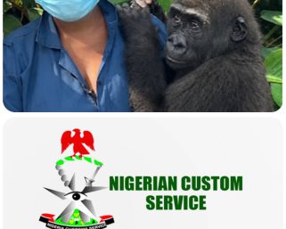 Nigeria Customs Repatriates Rescued Baby Gorilla to Congo in First Full-Cycle Wildlife Operation