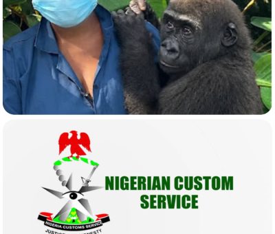 Nigeria Customs Repatriates Rescued Baby Gorilla to Congo in First Full-Cycle Wildlife Operation