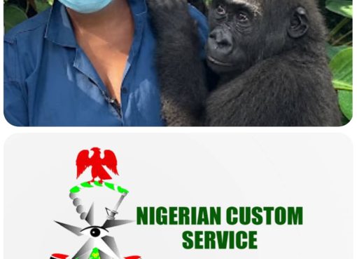 Nigeria Customs Repatriates Rescued Baby Gorilla to Congo in First Full-Cycle Wildlife Operation